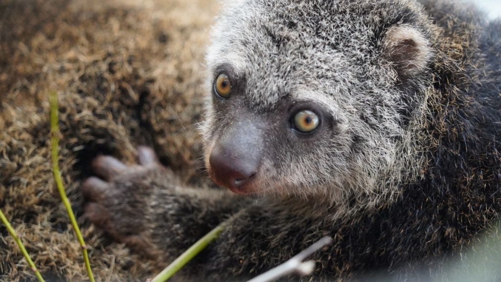 Wrocław. Wielki sukces ZOO. Urodził się w nim kuskus niedźwiedzi