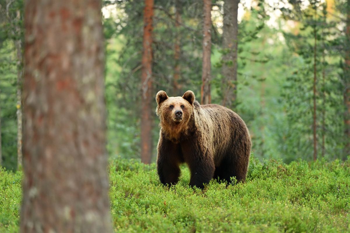 Niedźwiedzie na wyciągnięcie ręki. Niezwykła atrakcja tuż za polską granicą - zdjęcie ilustracyjne