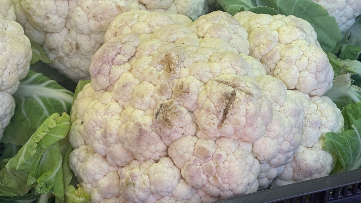 Czarne plamy na kalafiorze – co oznaczają, skąd się biorą i czy są niebezpieczne?