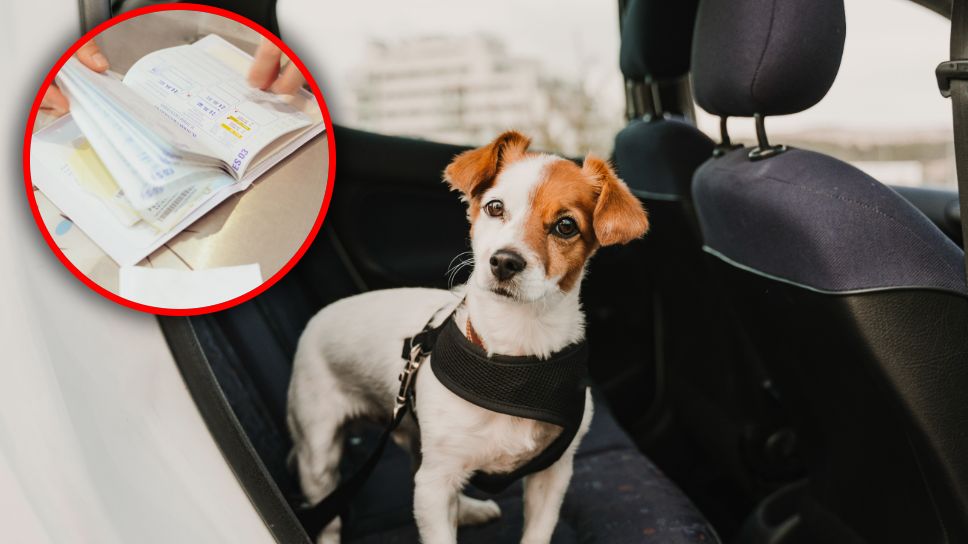 Jak wyrobić psu paszport?