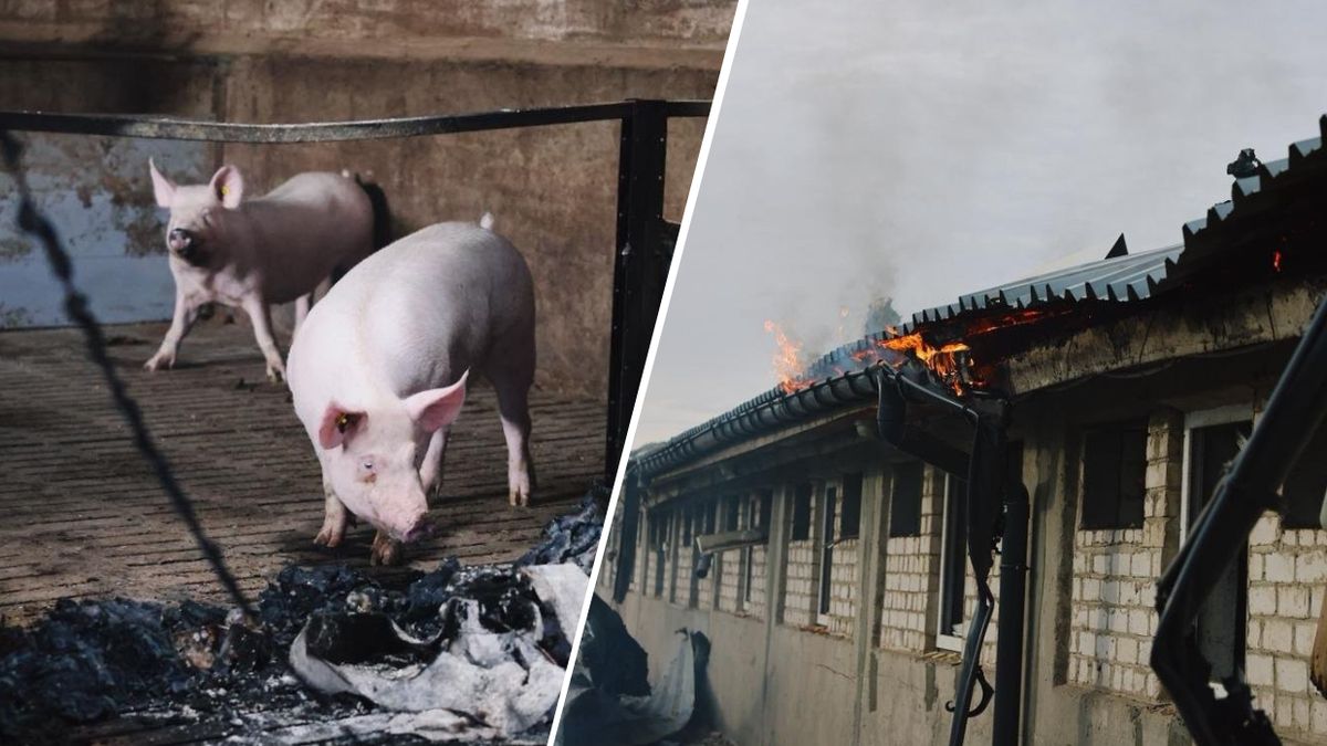 Tysiące zwierząt zginęły w rosyjskim ataku