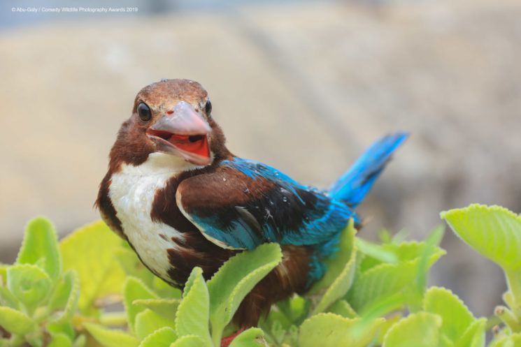 Najśmieszniejsze zwierzęta w konkursie Comedy Wildlife Photography Awards 2019 18