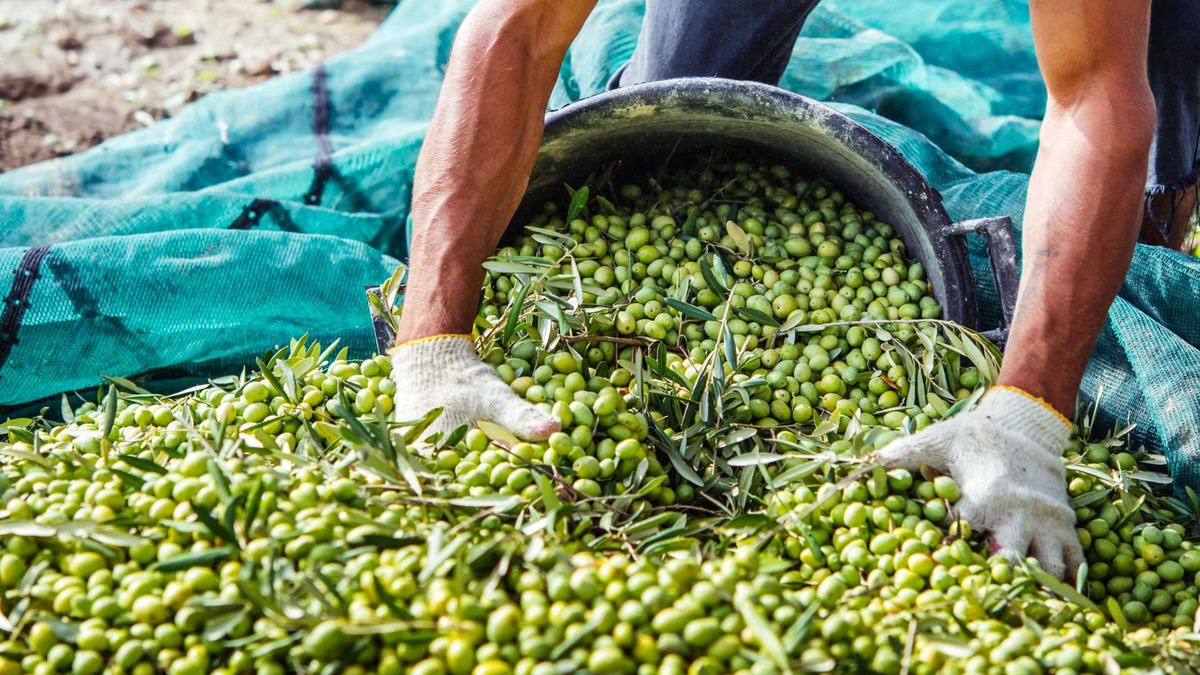 Oliwki doskonale wpływają na jelita i mózg 
