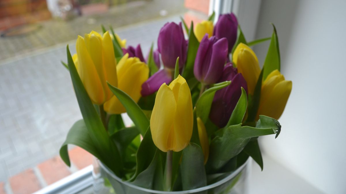 Tak przedłużymy świeżość ciętych tulipanów