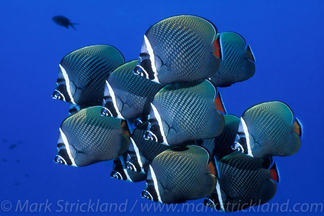 Na koncie nurka-fotografa znalazła się również książka ”Diving and Snorkeling Thailand”, czyli przewodnik nurkowy po Tajlandii. Strickland jest tam głównym autorem zdjęć oraz współautorem rozbudowanych teksów na temat podmorskiej fauny i flory. Co ciekawe – to nie wszystko! Mark jest również odkrywcą nowych gatunków. Jeden z nich to ślimak, który nosi jego imię – Halgerda stricklandi.