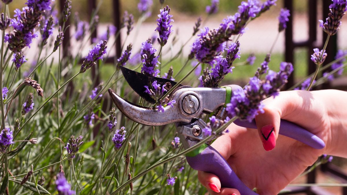 Cutting lavender
Cutting lavender with cutter
niksinka
tethering, lavener at home