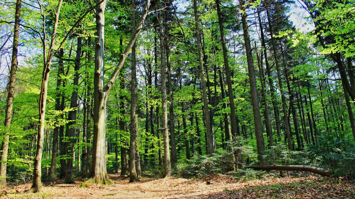 Puszcza Świętokrzyska to miejsce idealne na spacer 
