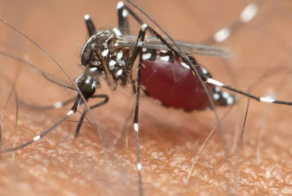 Tiger mosquitoes invade Europe: Climate change boosts dengue risk
