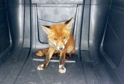 Warszawa. Interwencja Ekopatrolu. "Był wychłodzony, głodny i zagubiony"