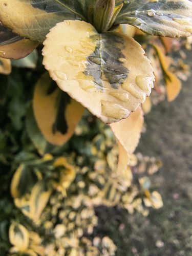 Motorola ThinkPhone 25