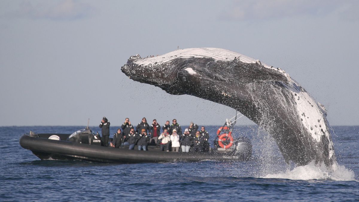 Takie zdjęcie to marzenie każdego miłośnika waleni. Bliżej się nie dało! 1