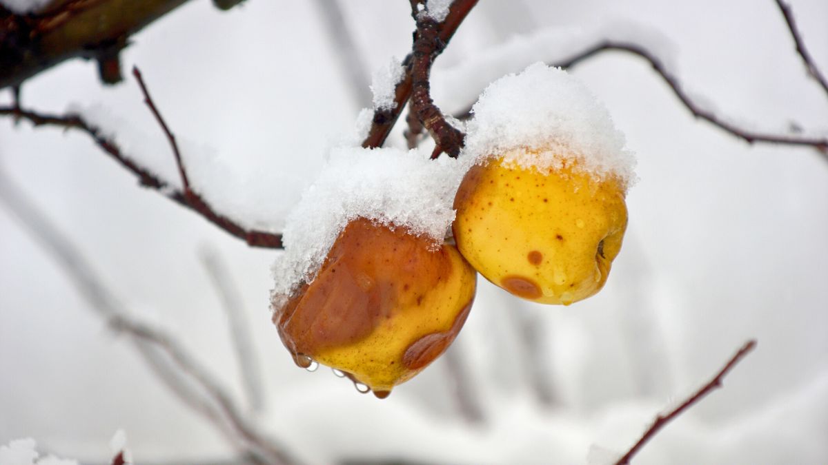 Zgniłe jabłka na drzewie