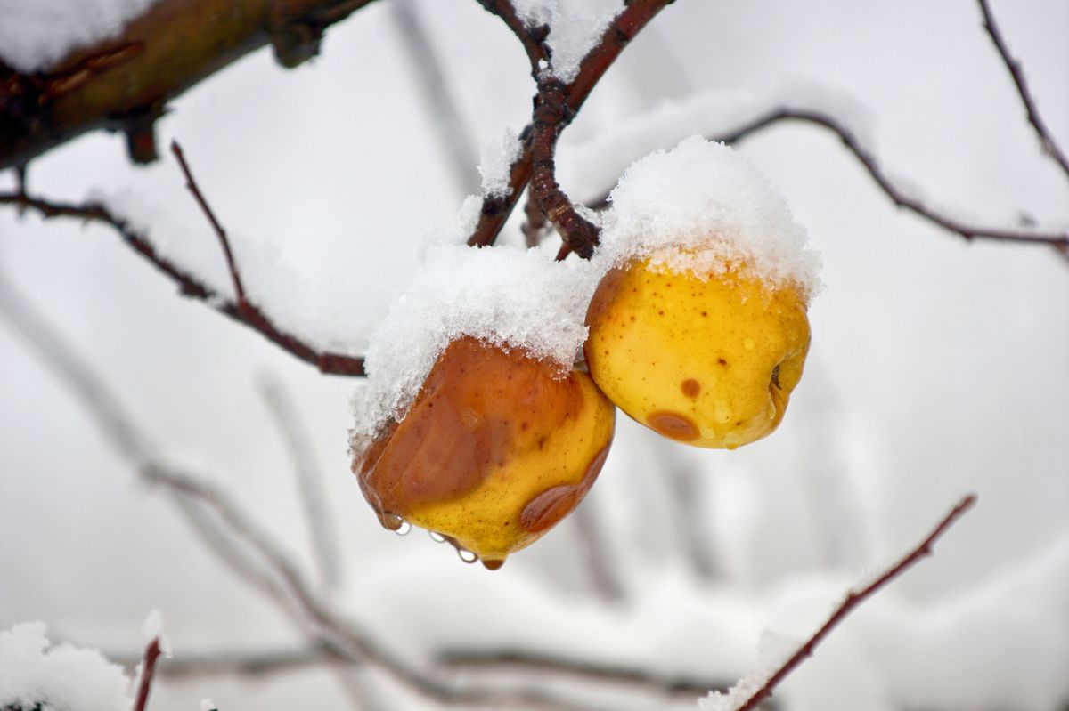 Skoki temperatur nie cieszą ogrodników. Może zabraknąć owoców?