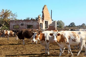 Zaraza w Rosji? Doniesienia o masowym uboju