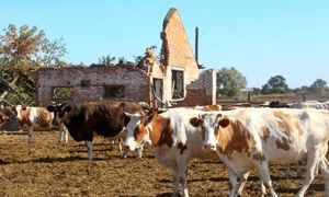 Zaraza w Rosji? Doniesienia o masowym uboju