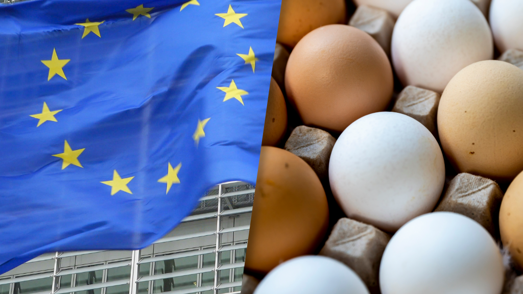 Polscy producenci jaj w sporze z naciskami Unii Europejskiej