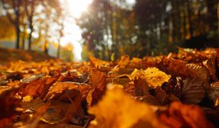Śląskie. Pogoda w piątek. Czy będzie babie lato?