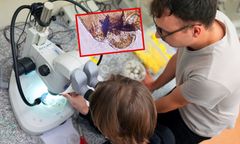 Niespotykane dotąd owady w Polsce. "Przypominają komary"