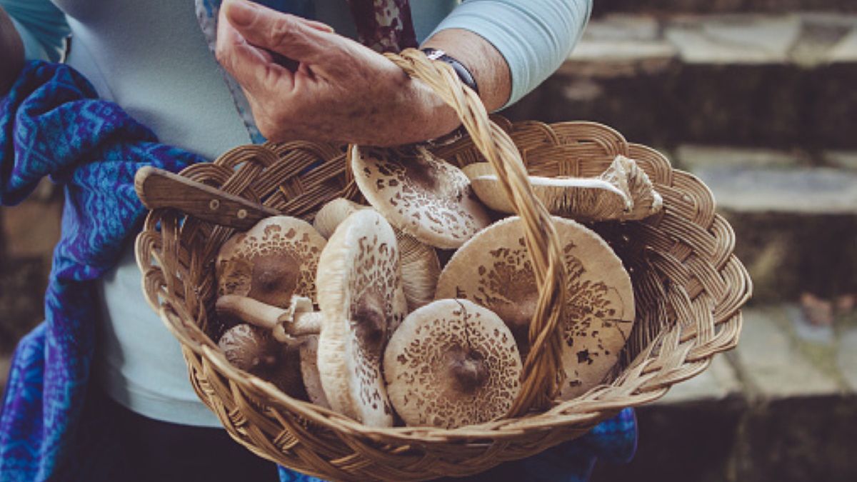 73-latka poszła na grzyby sama. Wróciła już z policją
