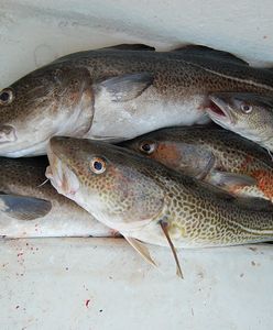 Dorsz bałtycki. Gatunek na wymarciu