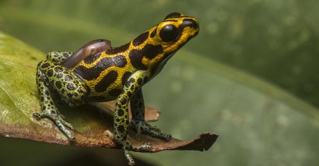 Najlepsze zdjęcia według Royal Society Publishing, czyli fotografia w służbie nauki
