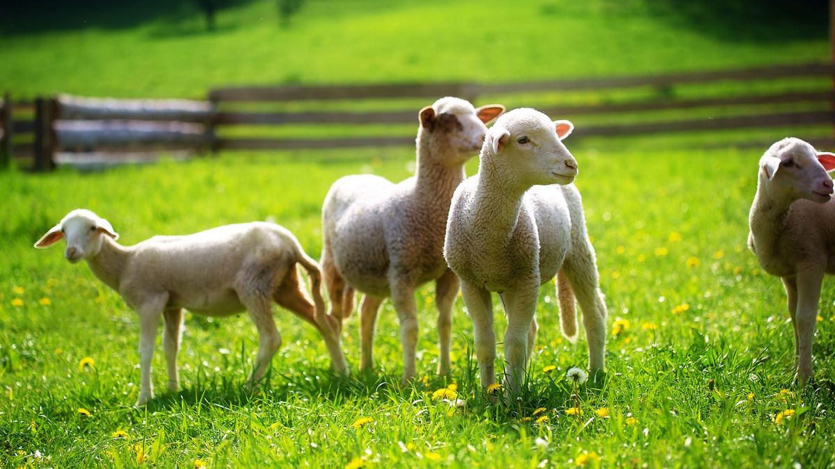 Zdjęcie przedstawiające owce, z których gruczołów łojowych otrzymywana jest lanolina