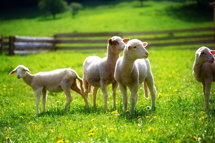 Zdjęcie przedstawiające owce, z których gruczołów łojowych otrzymywana jest lanolina