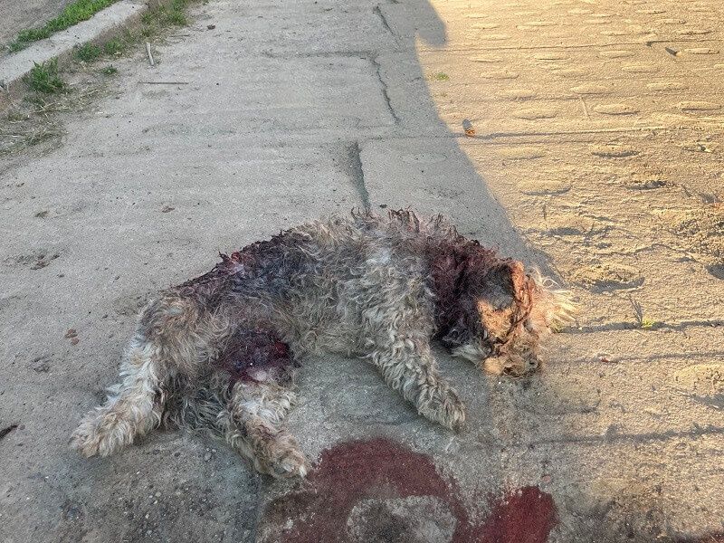 Zagryziony maltańczyk przez amstaffy