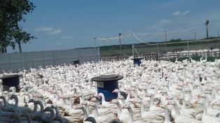 Ptasia grypa w Polsce przyspiesza. "To moment, w którym należy działać"