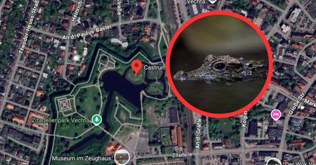 Widziano go w Niemczech. Miasto w gotowości. Pułapka, drony i martwy szczur