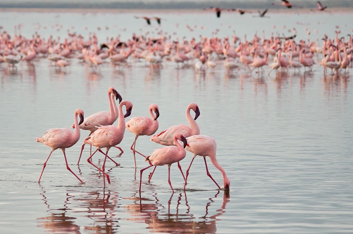 Flamingi (zdjęcie ilustracyjne)
