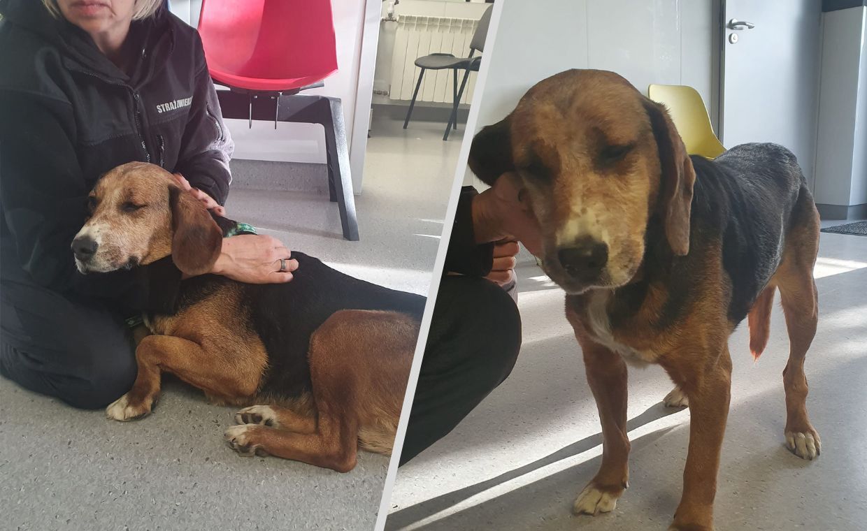 zoofil Zoofil z Pleszewa trafił za kratki. Wyrok zapadł 4 miesiące wcześniej