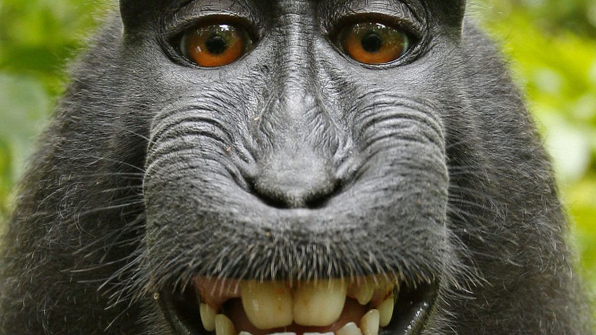 Sprawa "małpiego selfie" zakończona? Makakowi nie przysługują prawa autorskie 1