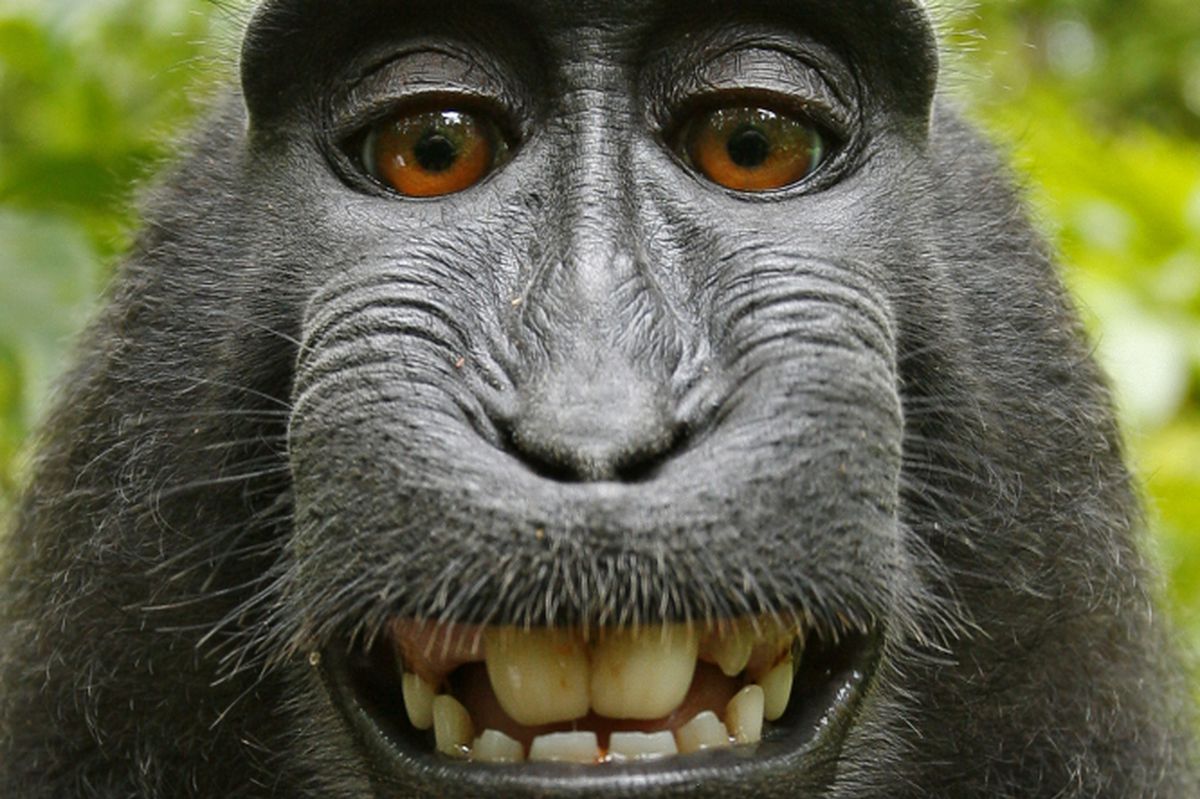 Sprawa "małpiego selfie" zakończona? Makakowi nie przysługują prawa autorskie
