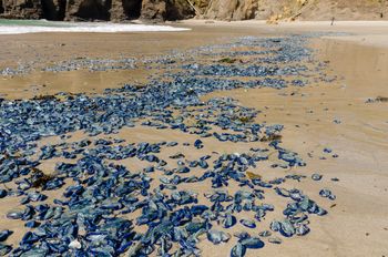 Zaskakujące stworzenia na plażach na Wyspach. Lepiej nie dotykać