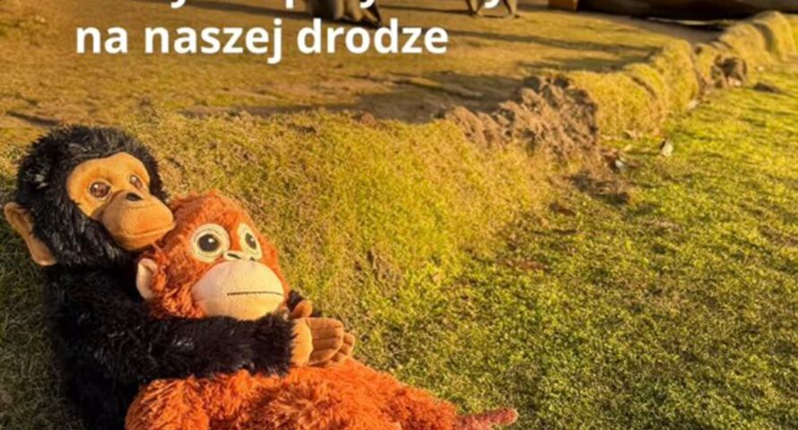 IKEA wykorzystała w reklamie historię porzuconej małpki