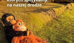 IKEA wykorzystała w reklamie historię porzuconej małpki