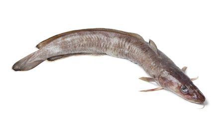 Surowa ryba molwa