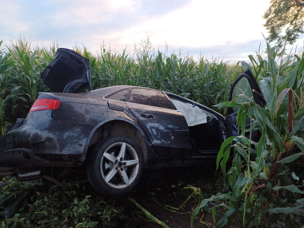 Audi w polu kukurydzy. Mężczyzna nie żyje