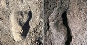 Odkryto nowego praprzodka człowieka. Ślady sprzed niemal 3,7 miliona lat