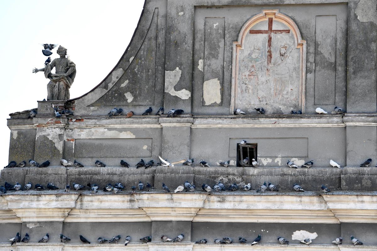 Księża wściekli na pomysł PiS. Gołębie odchody zapaskudzą dachy