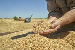 Czesi przebadali ukraińskie zboże. Wyniki mogą zaskoczyć