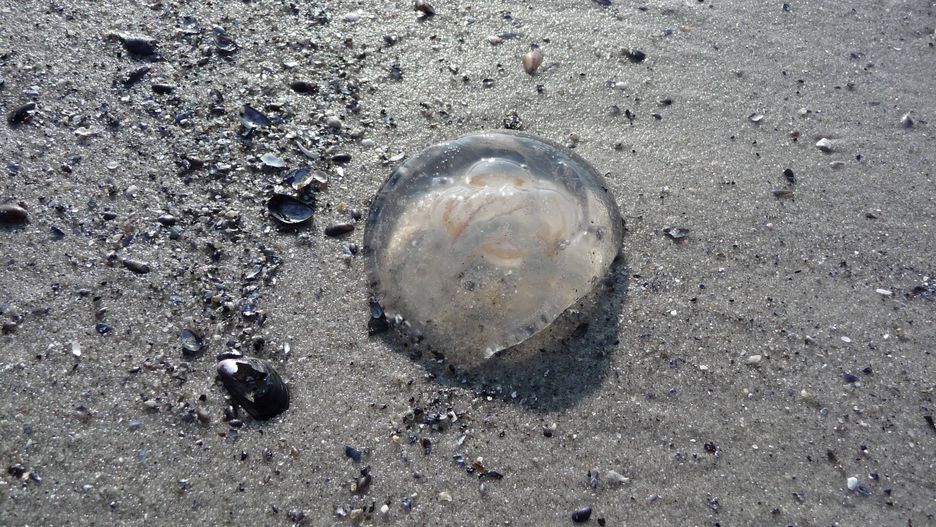 Meduzy. Morze bałtyckie. Czy zagrażają plażowiczom?