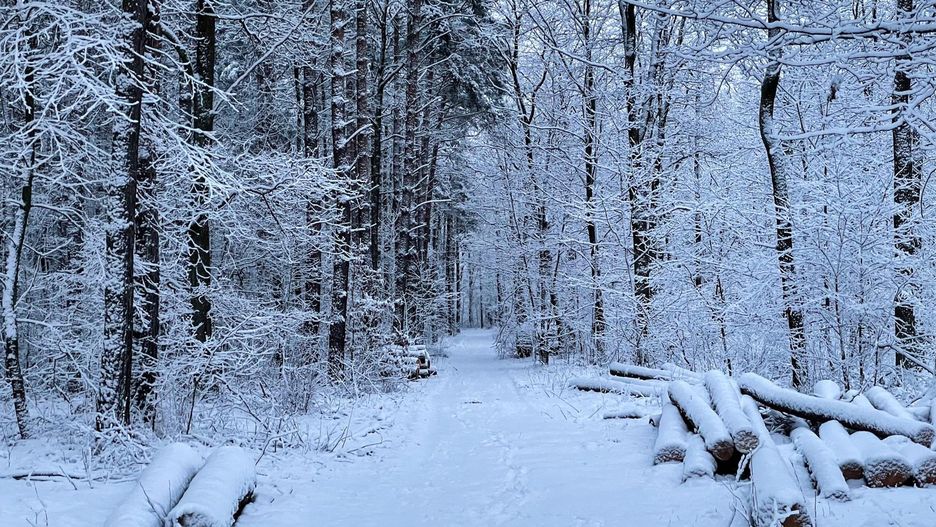 pogoda śnieg las zima