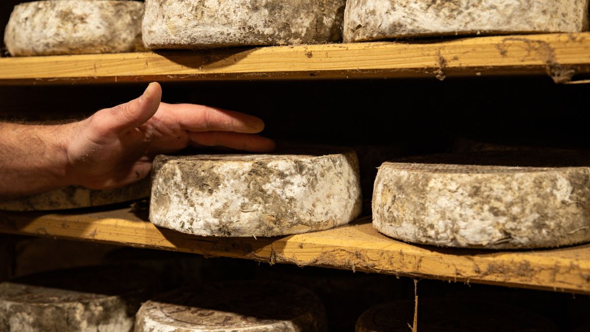 Gdzie znaleźć sery zagrodowe w Polsce? 