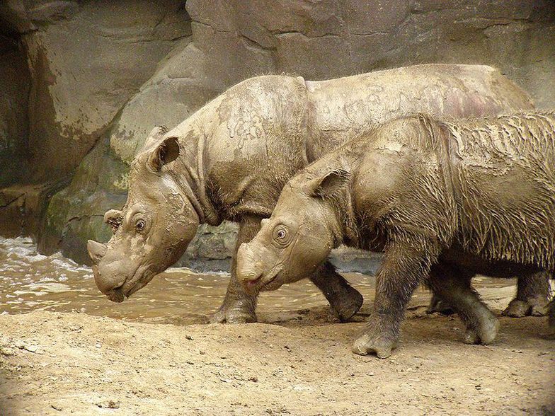 Kłusownictwo w Afryce. Aresztowania w sprawie kradzieży rogów nosorożca