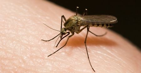 Naturalne sposoby na odstraszenie komarów