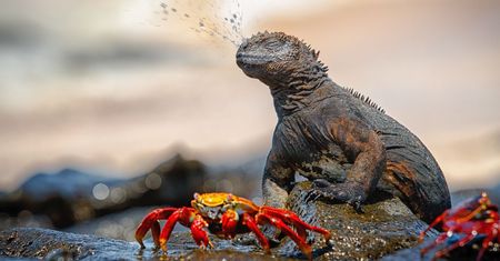 Poznaj najnowsze zgłoszone zdjęcia w konkursie Nat Geo Nature Photographer of the Year 2017