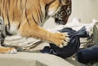 Dżinsy zaprojektowane przez... zwierzęta