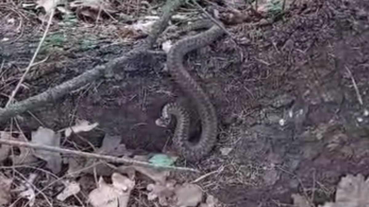 Leśnik nagrał żmiję zygzakowatą.